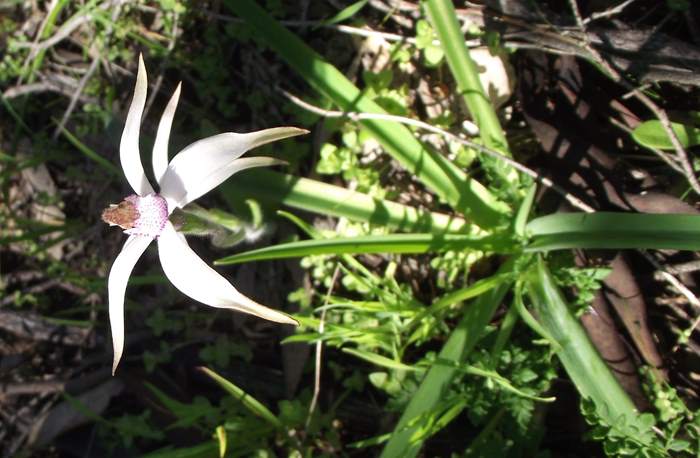 Caladenia - Spider Orchid2-Badgingarra-Vern-Westbrook-walk-Sep-2018p0006.JPG